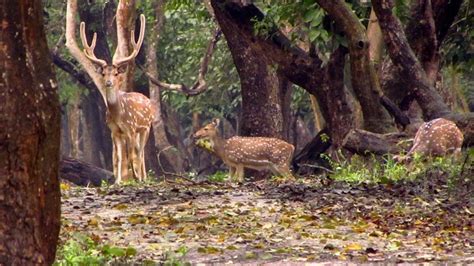 Nagarhole National Park | Safari & Things to do in Nagarhole