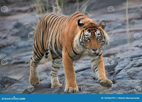 Close Up, Big Male of Bengal Tiger, Panthera Tigris, Walking on the Rock. Wild Tiger from Front ...