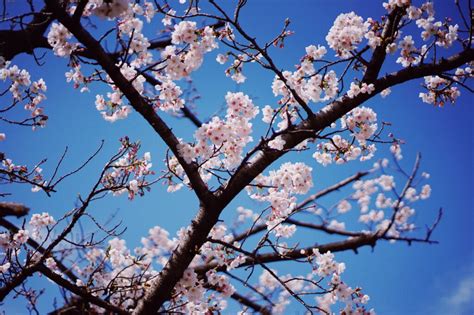 Where to View Cherry Blossoms in Surrey - Discover Surrey