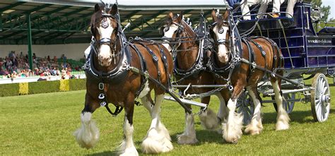 History of the Shire Horse | Shire Horse Society of Australia