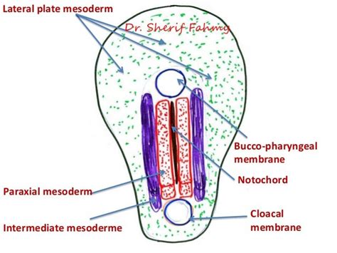 Intra-Embryonic Mesoderm (General Embryology)