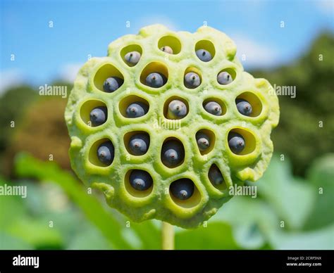 Lotus flower seedhead (Nelumbo nucifera) in a garden in Tokyo Japan ...