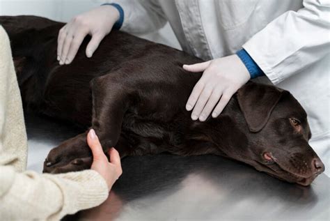 Top 5 Common Health Issues in Dogs: Identifying and Understanding Potential Diseases