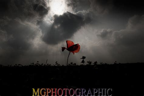 MGPHOTOGRAPHIC | Remembrance Sunday