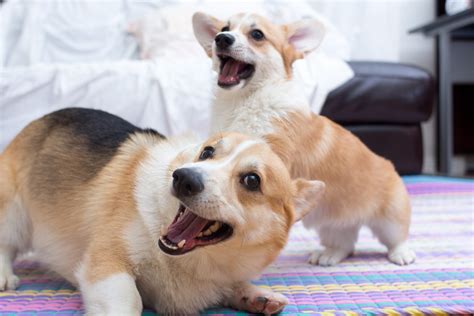 26 of the Cutest Corgi Pictures | Reader's Digest