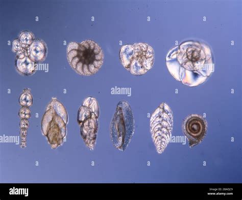 Foraminiferen hi-res stock photography and images - Alamy