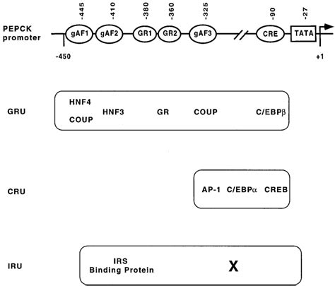 Schematic representation of the PEPCK gene promoter. The cis elements... | Download Scientific ...