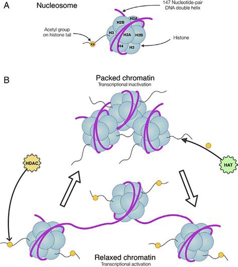 Histone Structure