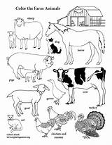 Farm Animal Coloring Pages 360coloringpages sketch template
