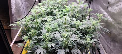 Benefits of SCROG vs LST - SCROG - I Love Growing Marijuana Forum