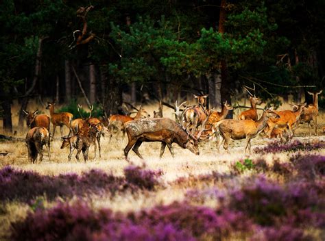 Hoge Veluwe | National parks, Wildlife, Beautiful nature