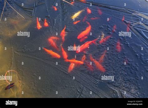 Goldfish pond winter hi-res stock photography and images - Alamy