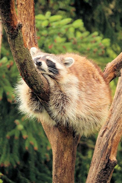 Raccoon Asleep Tree - Free photo on Pixabay - Pixabay