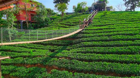 Dream Catcher Resort Munnar Honest Review | Best Resort In Kerala