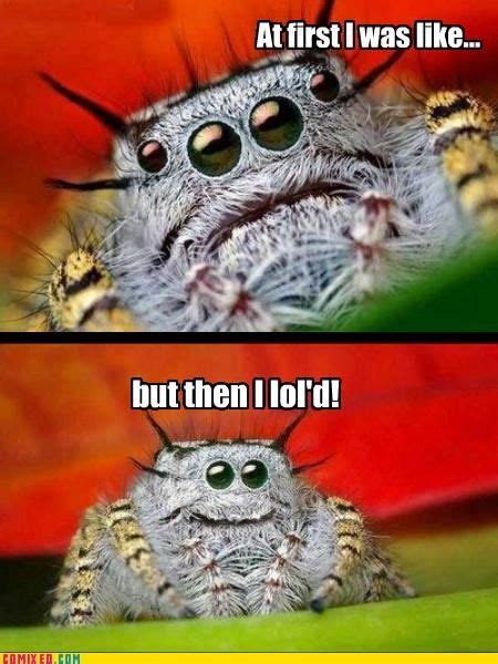 Friendly Spider Meme Face