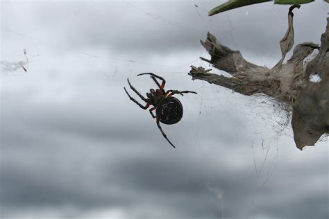 "Black Orb Weaver Spider" by rhamm | Redbubble