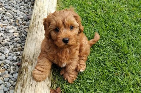 Cavapoo Puppy Pictures and Facts