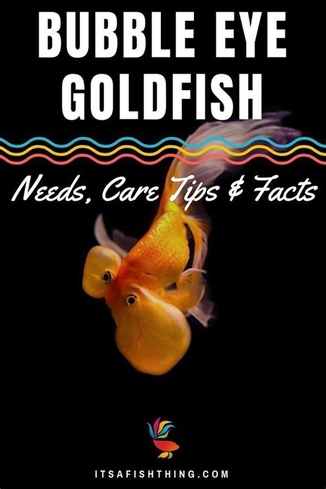 Bubble Eye Goldfish: Care Guide, Breed Profile, Tankmates & More | It's ...