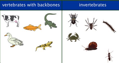 VERTEBRATES - Welcome to the Animal Kingdom!