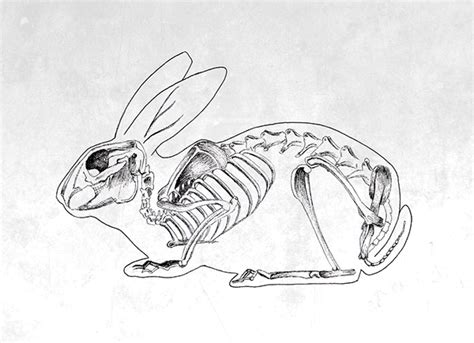 Animal skeletons, Skeleton drawings, Rabbit skeleton