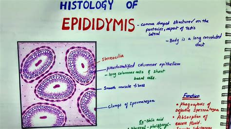 Histology Of Epididymis - YouTube