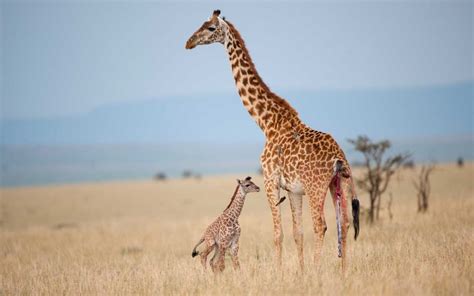 Giraffes May Become An Endangered Species - SoGoodly