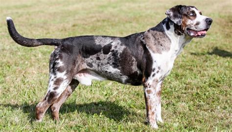 20 Best Farm Dog Breeds for Living in the Country