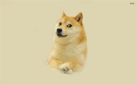 🔥 [50+] Doge Meme Wallpapers | WallpaperSafari