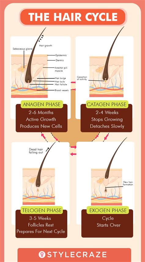 Stages Of Hair Growth Cycle