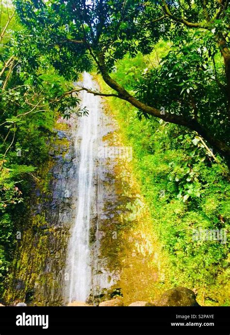 The Manoa Falls in Oahu, Hawaii Stock Photo - Alamy