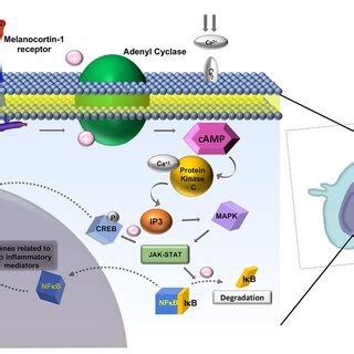 | Downstream effects of Melanocortin-1 receptor stimulation in... | Download Scientific Diagram