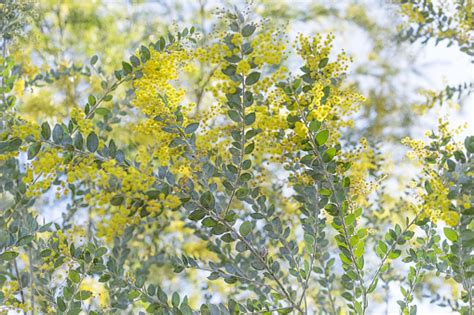 Queensland Silver Wattle Tree Flowers Stock Photo - Download Image Now - iStock