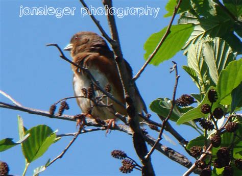 Northern Illinois Birder: Eastern "Rufous-sided" Towhee