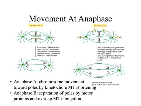 PPT - The Cell Cycle PowerPoint Presentation, free download - ID:6681716