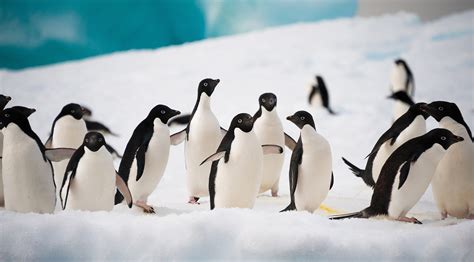 What Animals Live in Antarctica? - Aurora Expeditions™