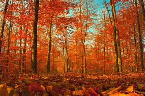 Landscape Photography Red Leaves Autumn Forest Fall Colors - Etsy ...