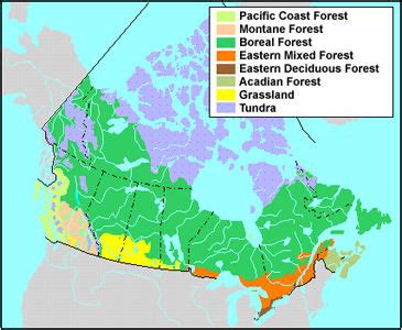 Boreal Zone | The Canadian Encyclopedia