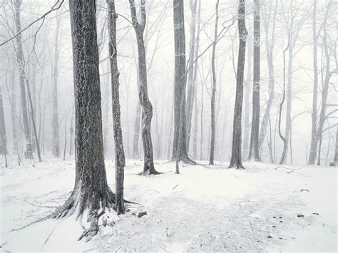 Download wallpaper: winter Forest, snow, trees, desktop wallpapers