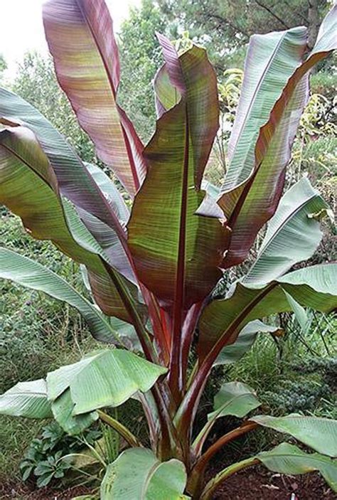 Ensete maurelii | Banana plants, Tropical landscaping, Tropical garden design