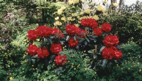 The Best Blooming Rhododendrons for Shade | Garden Guides