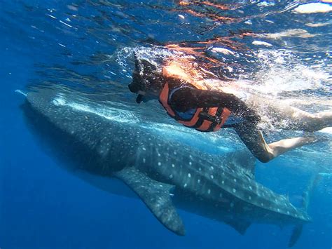 Whale Sharks | Sea Hawk Divers | Isla Mujeres