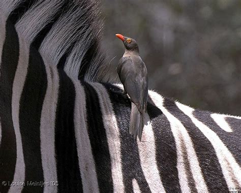 Oxpecker on zebra | PICT62617379 | Arno Meintjes | Flickr