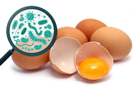 How to Make Sure Your Eggs Are Salmonella Free - UrbanFarmOnline.com