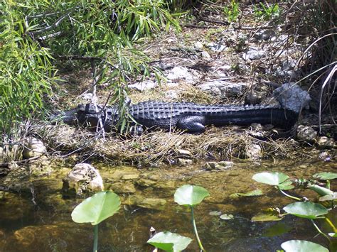 Lake Okeechobee Wildlife Pictures & Sightseeing