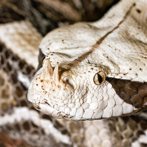 Gaboon Viper - Fresno Chaffee Zoo