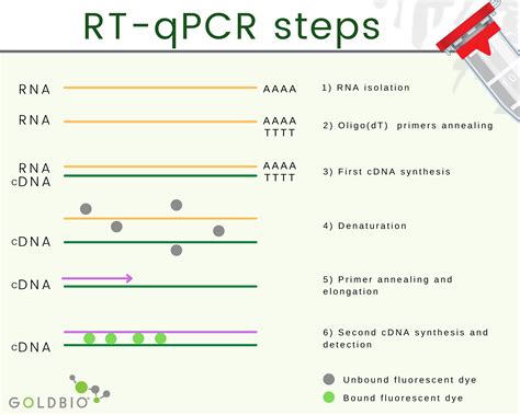 Deep Overview About RT-qPCR | GoldBio