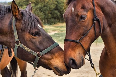 Breeding Season: Choosing The Right Month For Your Mare - Best Horse Rider