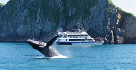 Alaska Whale Watching in Kenai Fjords | Major Marine Tours