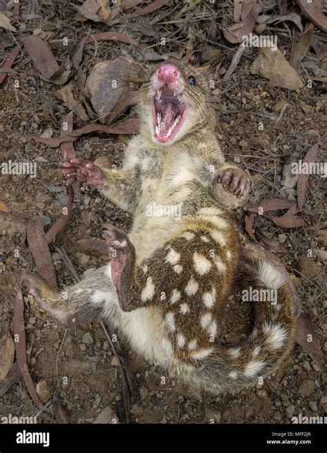 Quoll hi-res stock photography and images - Alamy