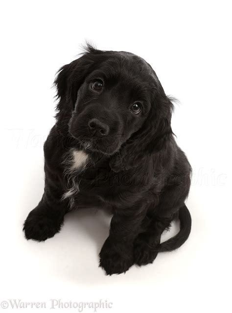 Dog: Black Cocker Spaniel puppy photo WP45908